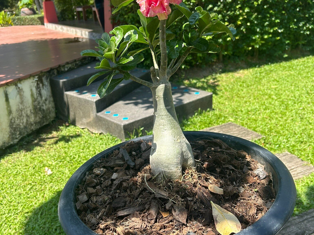 麦摩度假村主图