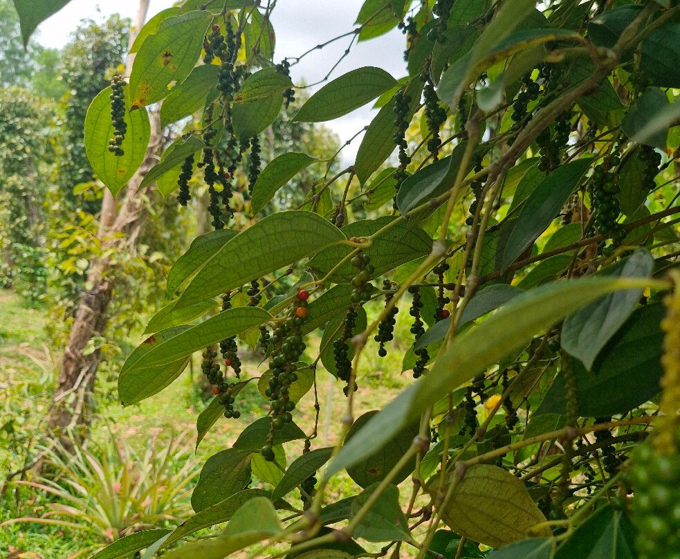 Phu Quoc Countryside景点图片