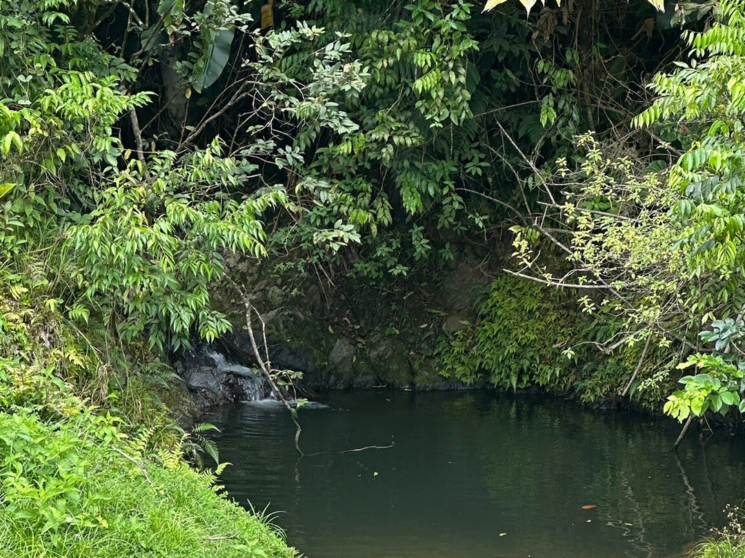 Unique Tours Tobago -Tours-斯卡伯勒必去景点