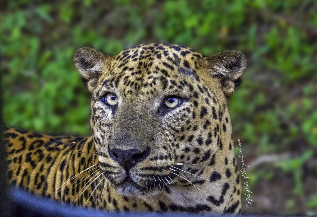Yala Leopard Eye Safari