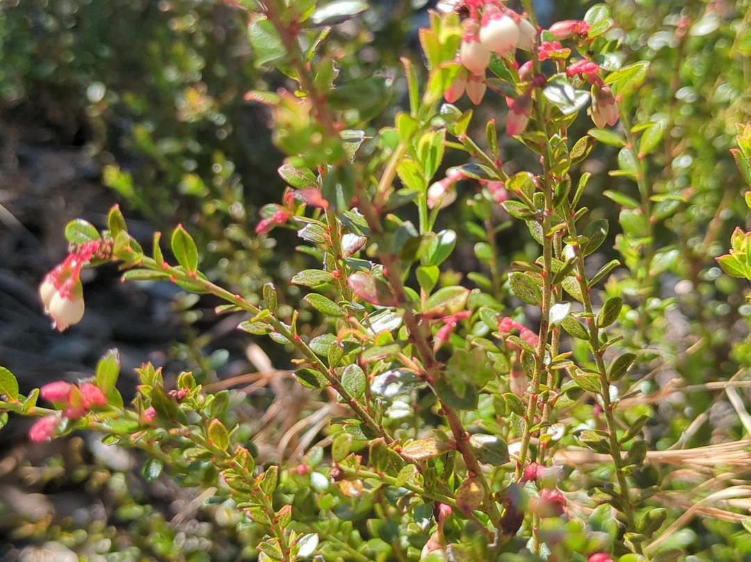 Tiger Creek Preserve-莱克威尔士必去景点