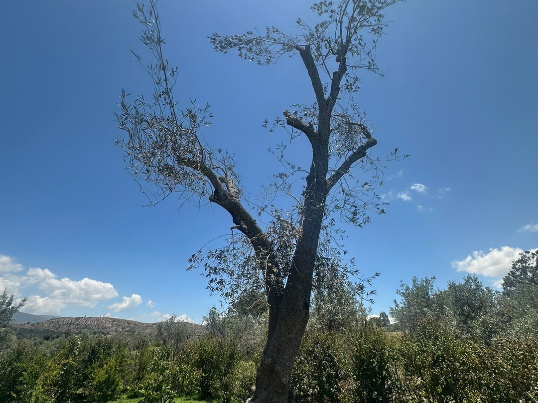 Huerto Olivanto-莱瓦镇必去景点