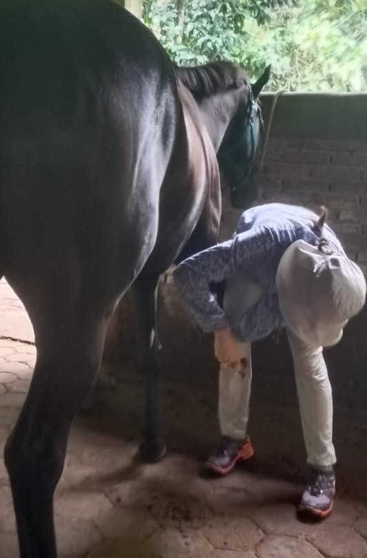 Havana Horses-沙拉迪加必去景点