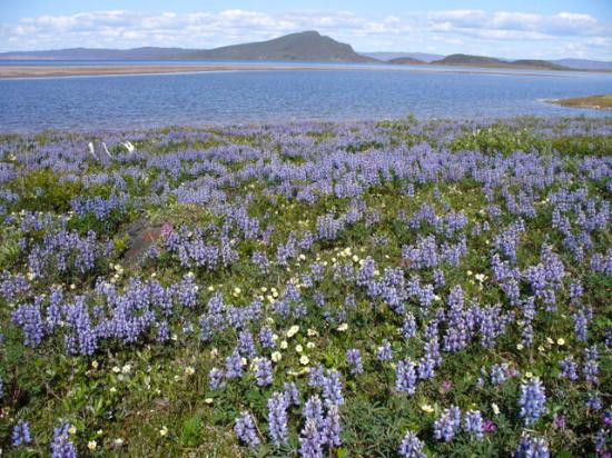 Bathurst Inlet Lodge主图