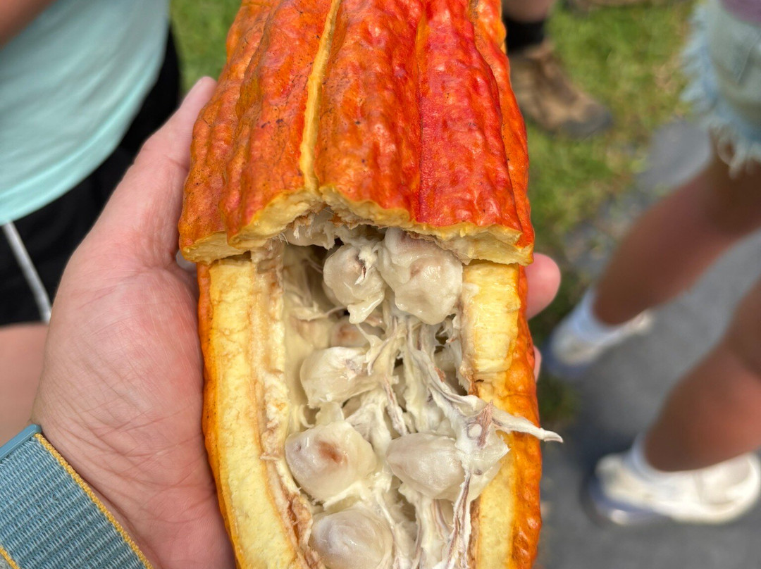 Mauna Kea Cacao景点图片