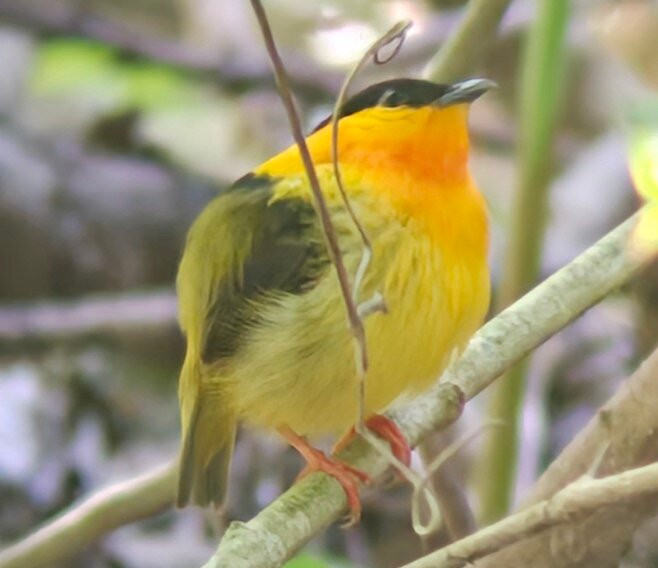 Carara National Park景点图片