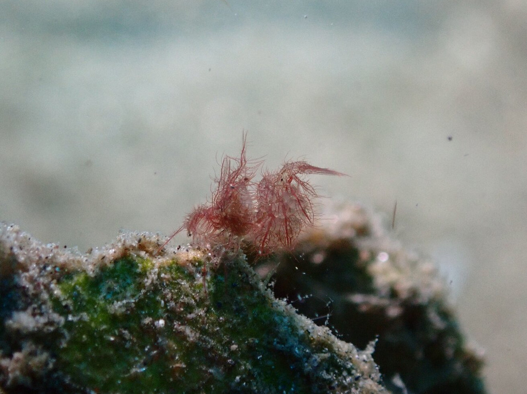 The Three P Beach Resort主图