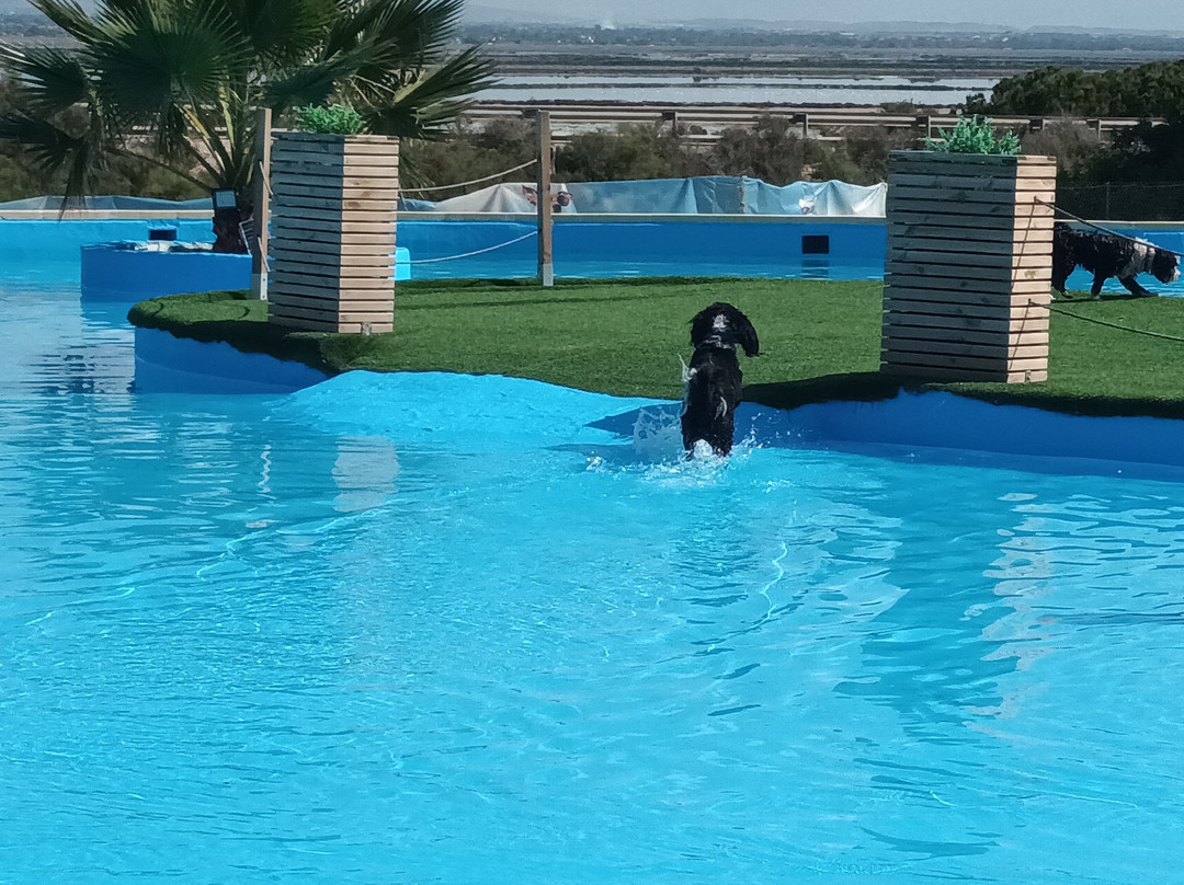 Worldog: Aquapark Canino
