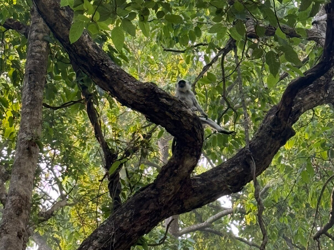 Wild Trails Nepal-Thakurdwara必去景点