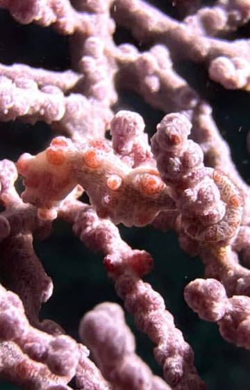 All 4 Diving Indonesia-沙努尔必去景点