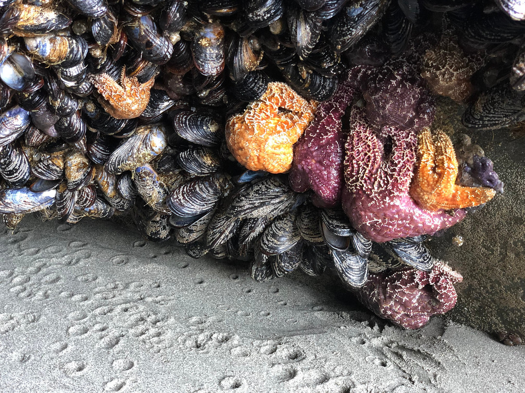 Second Beach Trail-奥林匹克国家公园必去景点