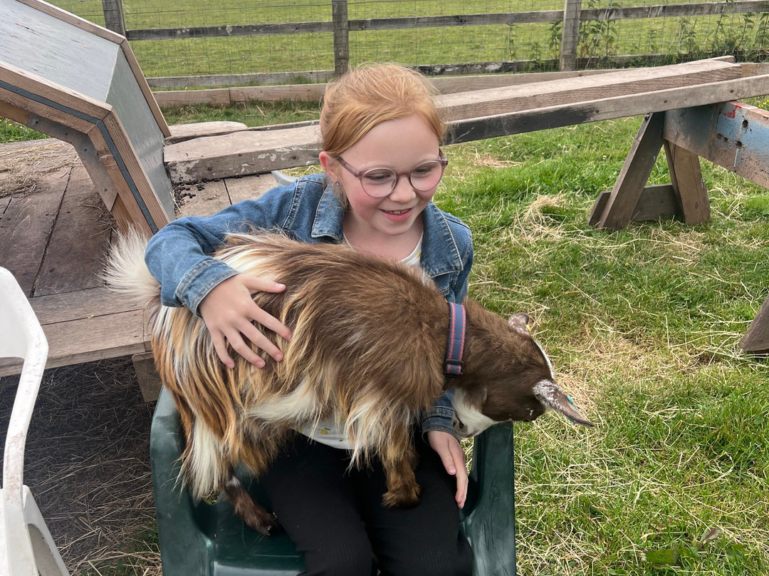 Little Goats At Brockenhurst景点图片