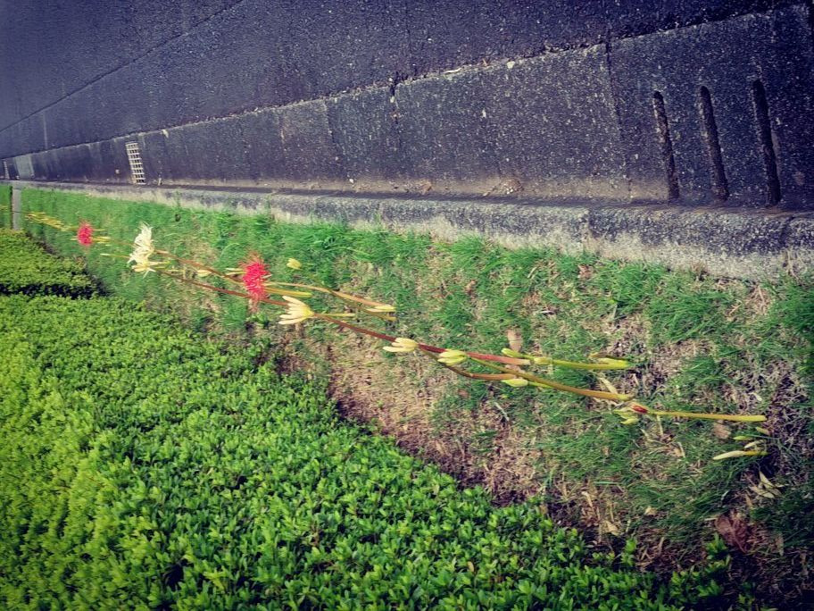 Tamareien Cemetary-府中市必去景点