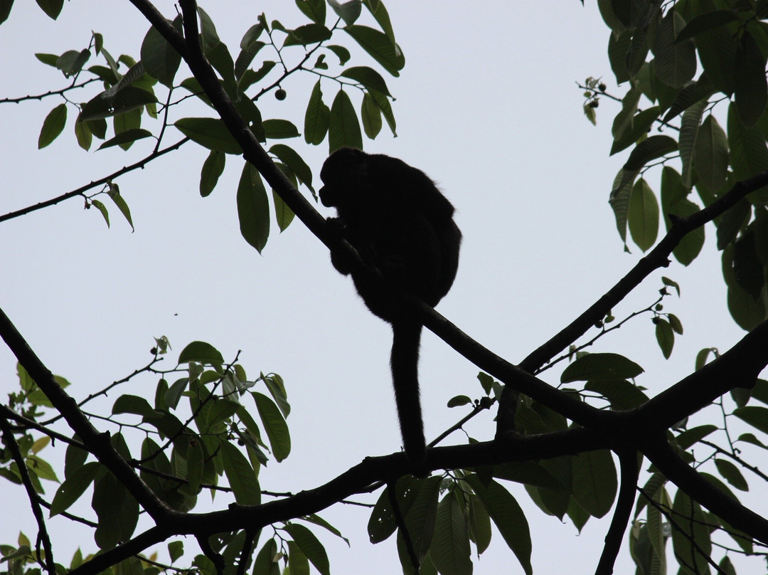 Birding Pipeline Panama-甘博阿必去景点