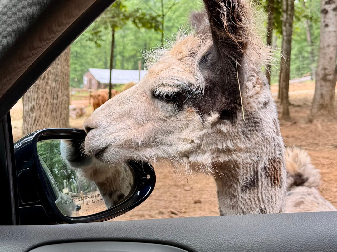 North Georgia Wildlife Park景点图片