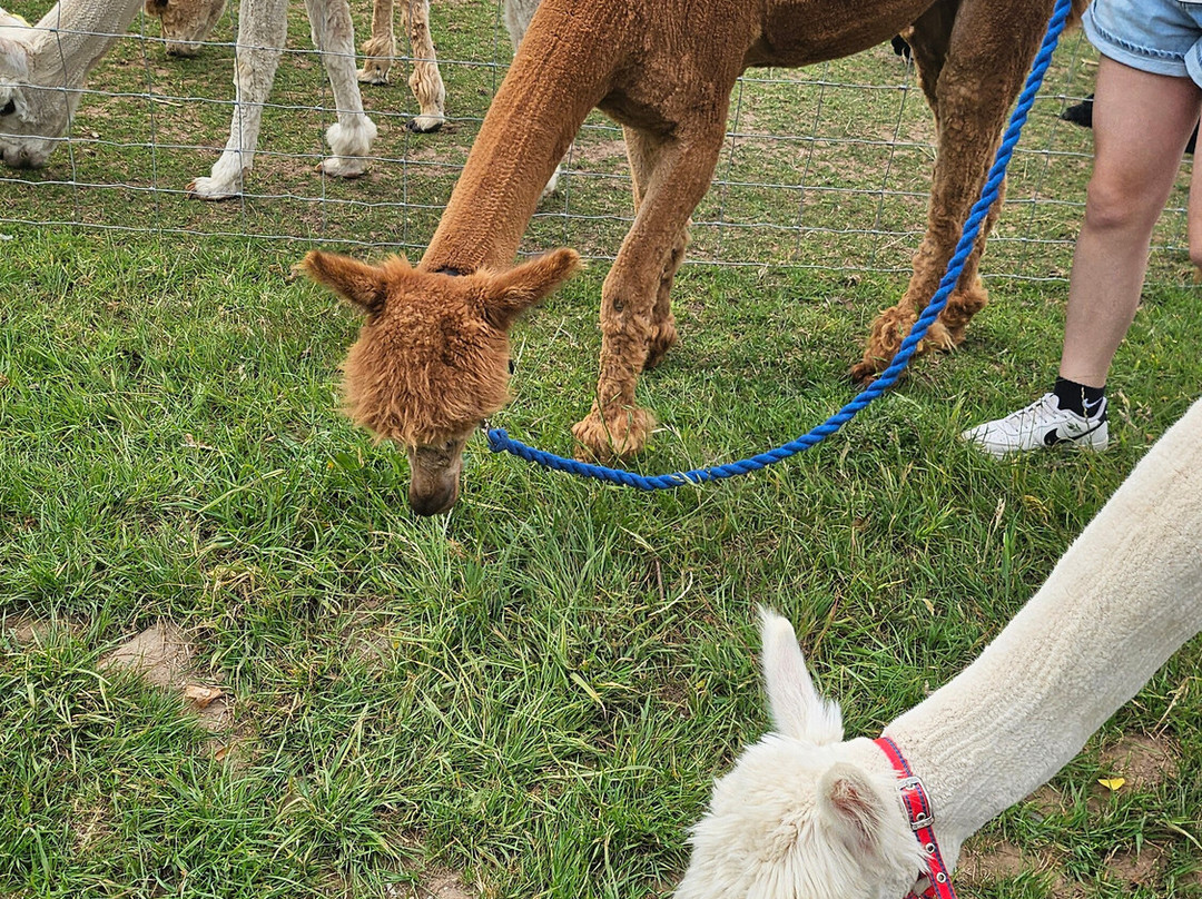 Ambling Alpacas-Meriden必去景点