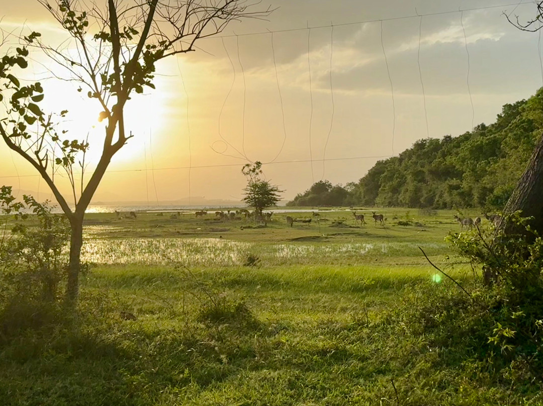 Absolute Lanka Tours景点图片