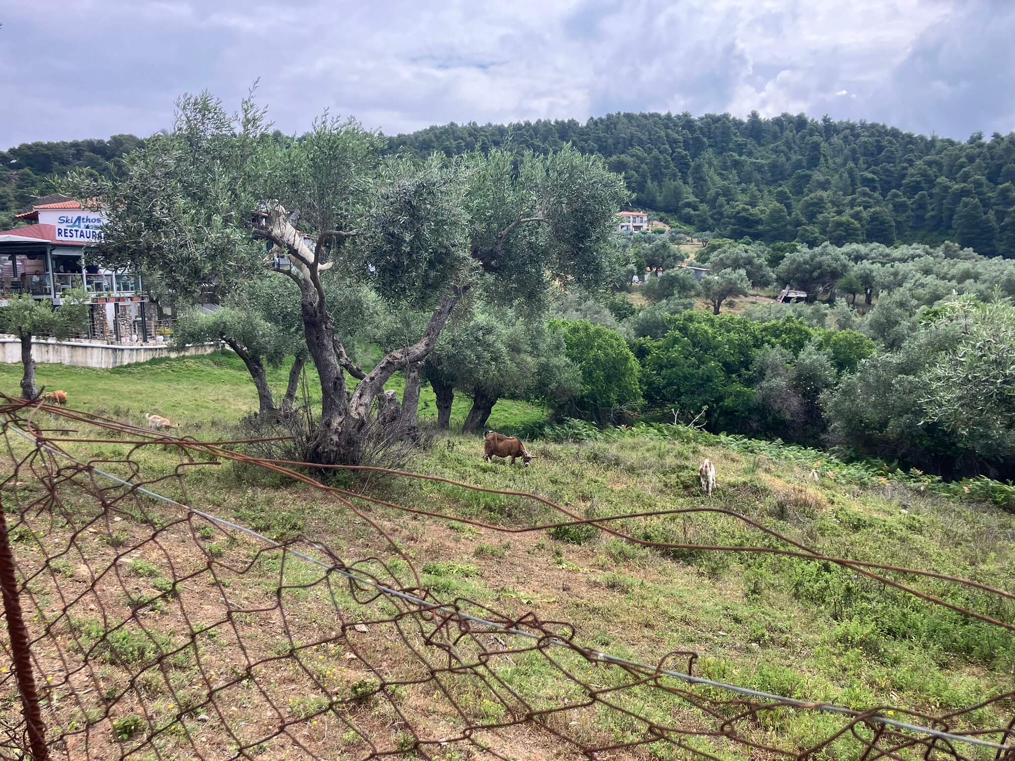 Hermes Skiathos-官方