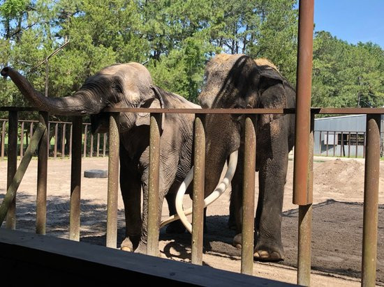 Two Tails Ranch: All About Elephants-Williston必去景点