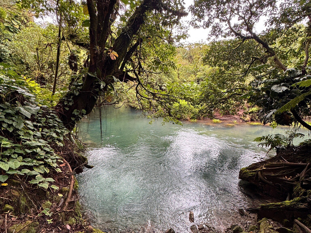 Sloth Watching Trail-福德圣卡洛斯必去景点