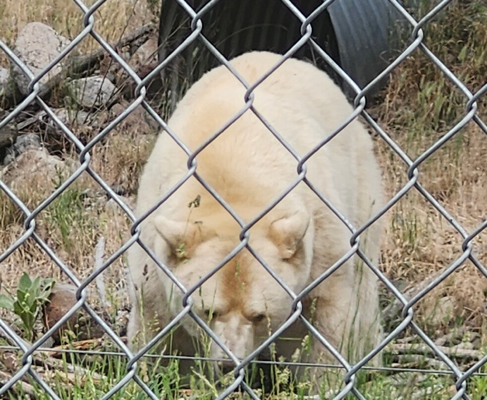 BC Wildlife Park-坎卢普斯必去景点