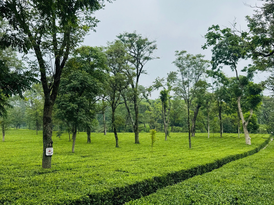Wah Tea Estate-Palampur必去景点