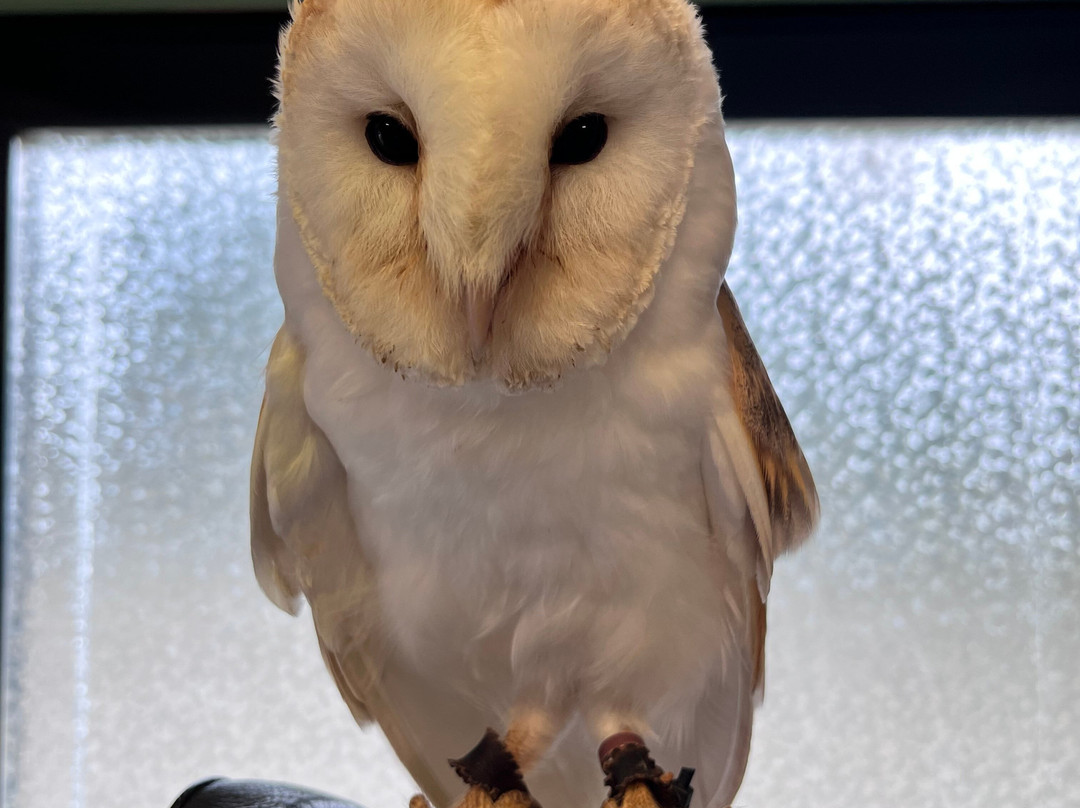 National Bird of Prey Centre-Blessington必去景点