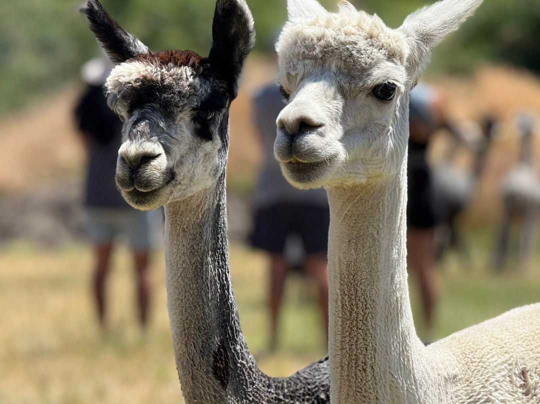 Seven Stars Alpaca Ranch Llc-科达伦必去景点
