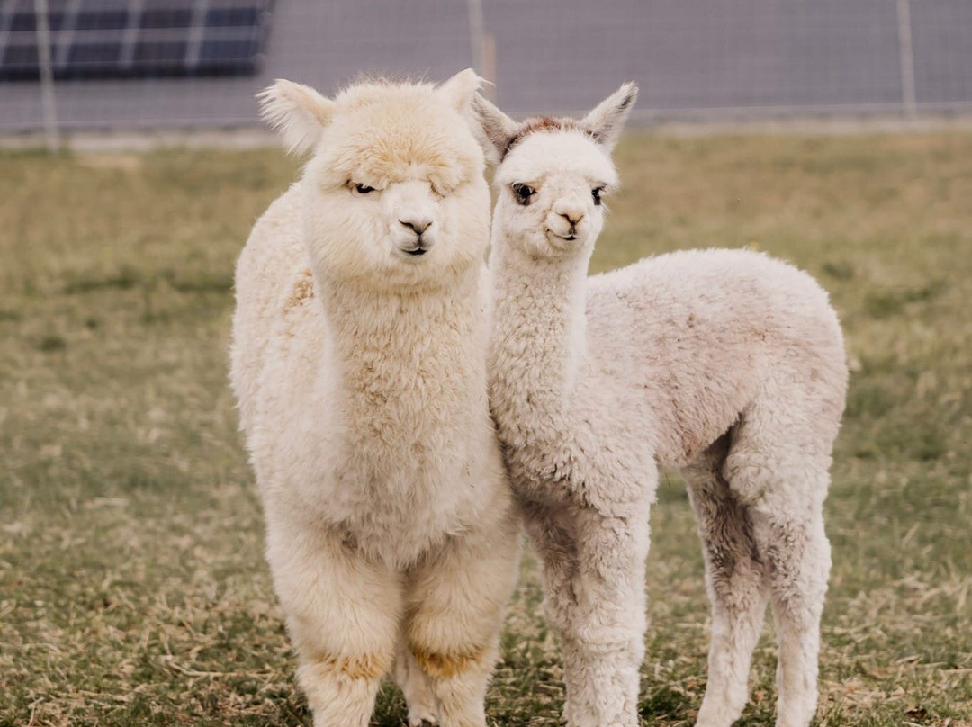 Bergtraum.Alpakas-克尔海姆必去景点