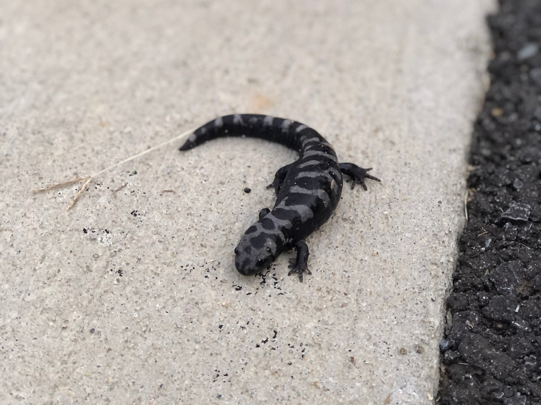 Beverly Triton Nature Park-Edgewater必去景点