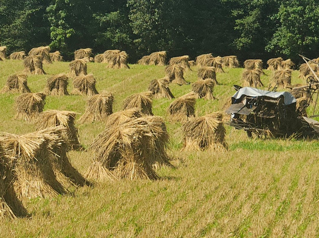 Troyer's Amish Tours-Millersburg必去景点