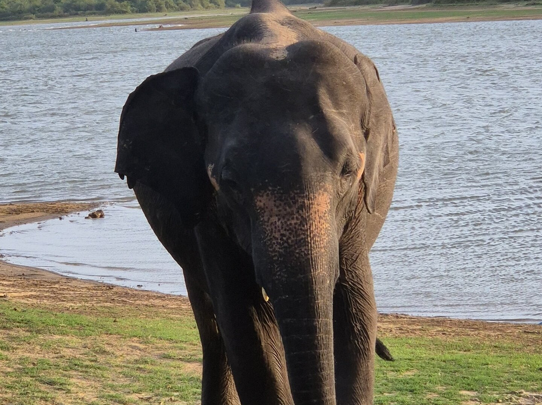 Kavisha Safari Service Udawalawa-乌达瓦拉瓦必去景点