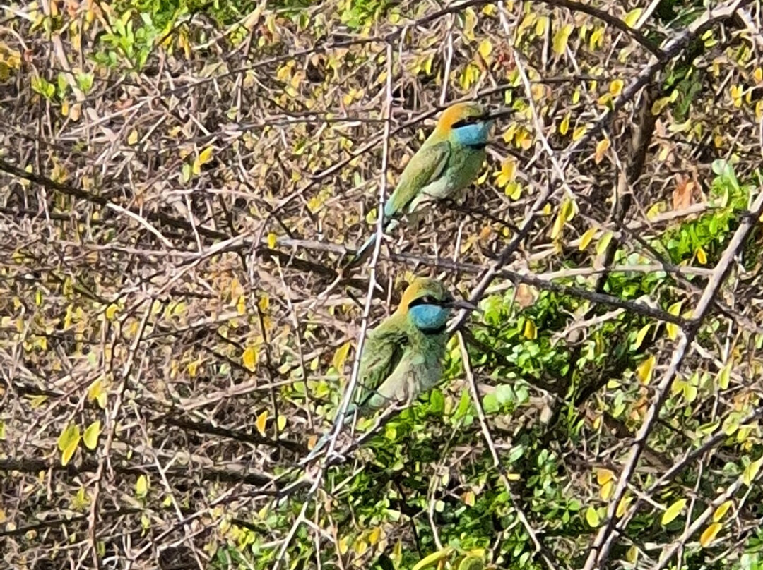 Kavisha Safari Service Udawalawa-乌达瓦拉瓦必去景点