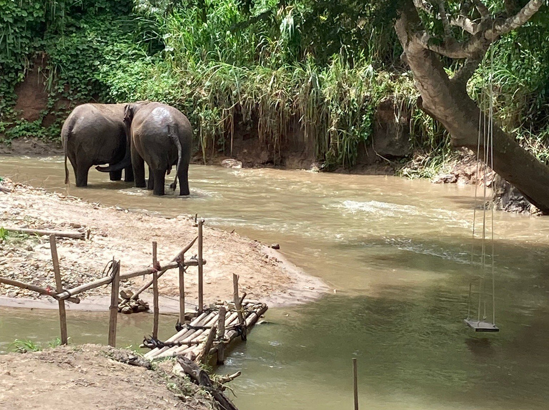 Pon Elephant Thailand-清迈必去景点
