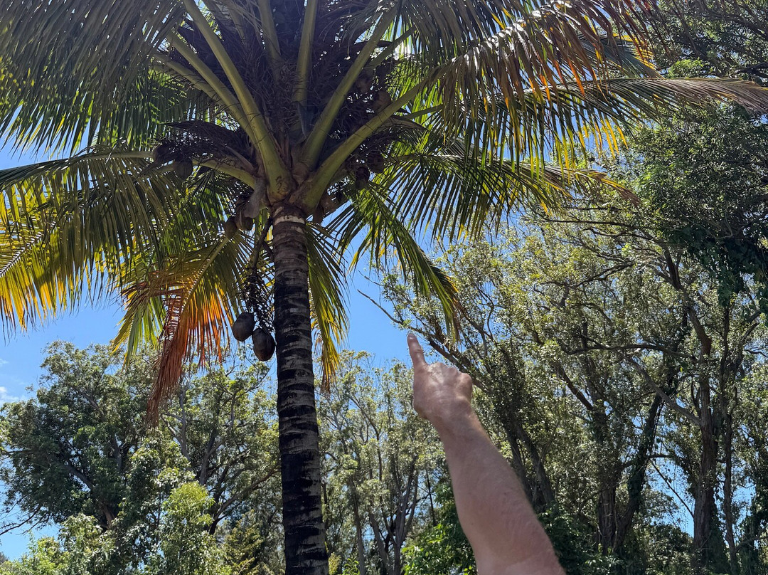 Coconut Information Farm & Cooking School-海库必去景点