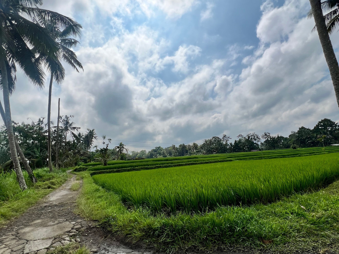 Authentic Walking Tours-乌布必去景点