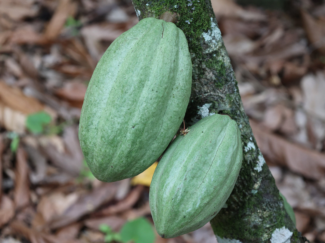 Vila Rosa-Itacare必去景点