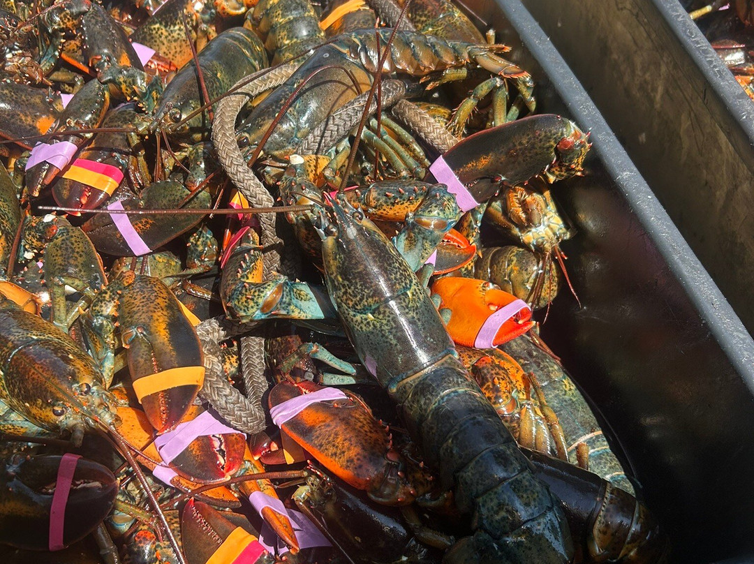 Cabbage Island-布斯贝港必去景点