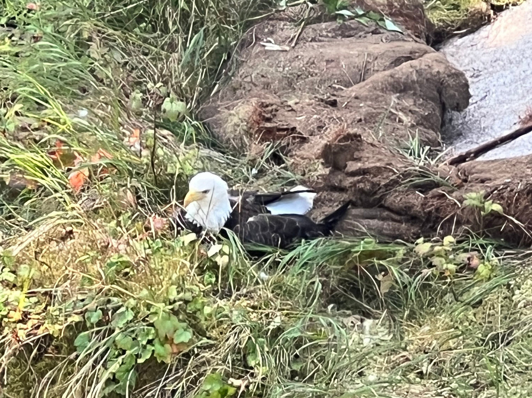 Anan Creek Bear Observatory-Wrangell必去景点