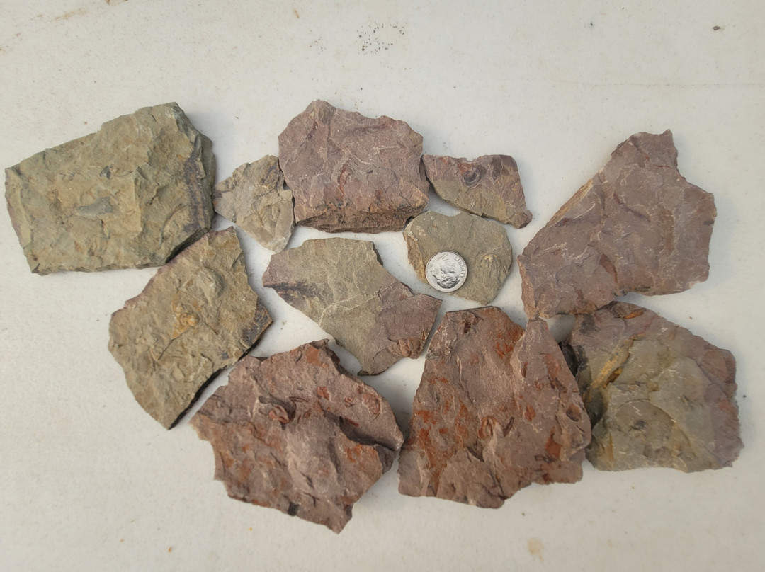 Oak Springs Trilobite Area