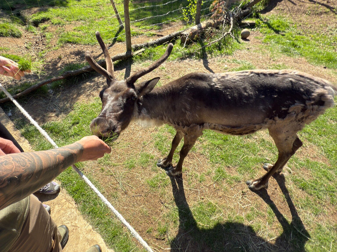Reindeer Park / Hreindýragarðurinn-Fellabaer必去景点