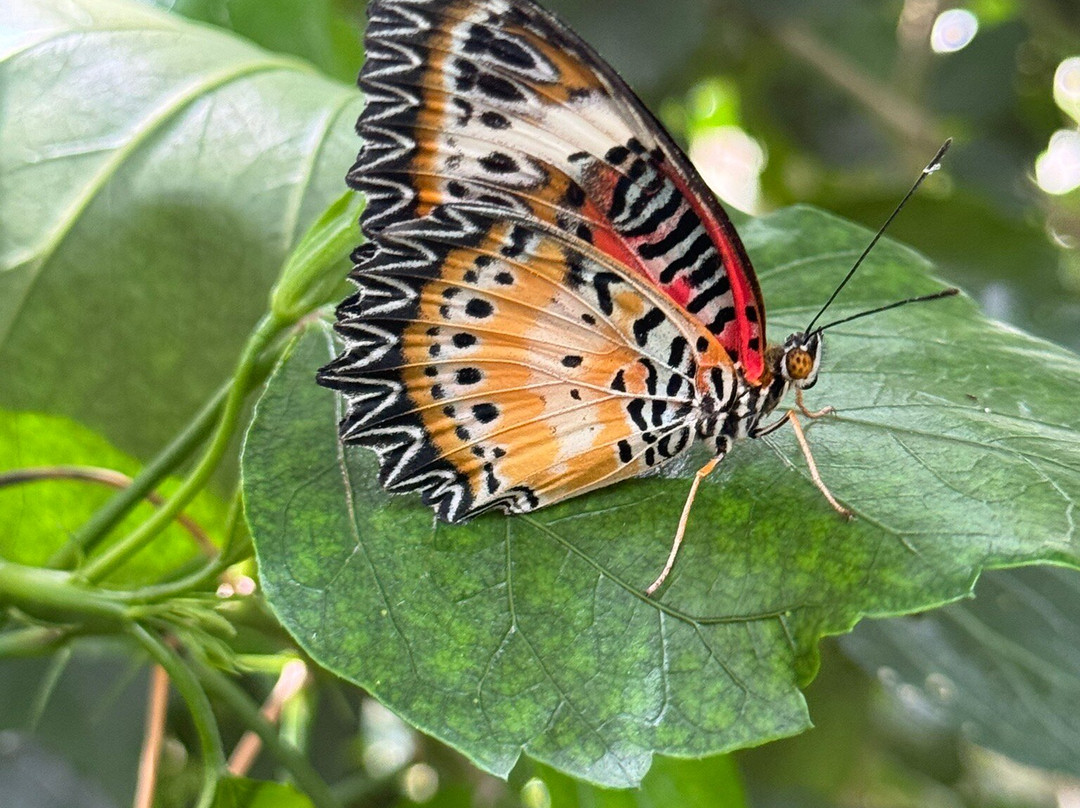 Casa delle Farfalle-Milano Marittima必去景点
