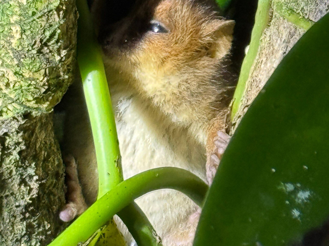 Masoala Safaris-Maroantsetra必去景点