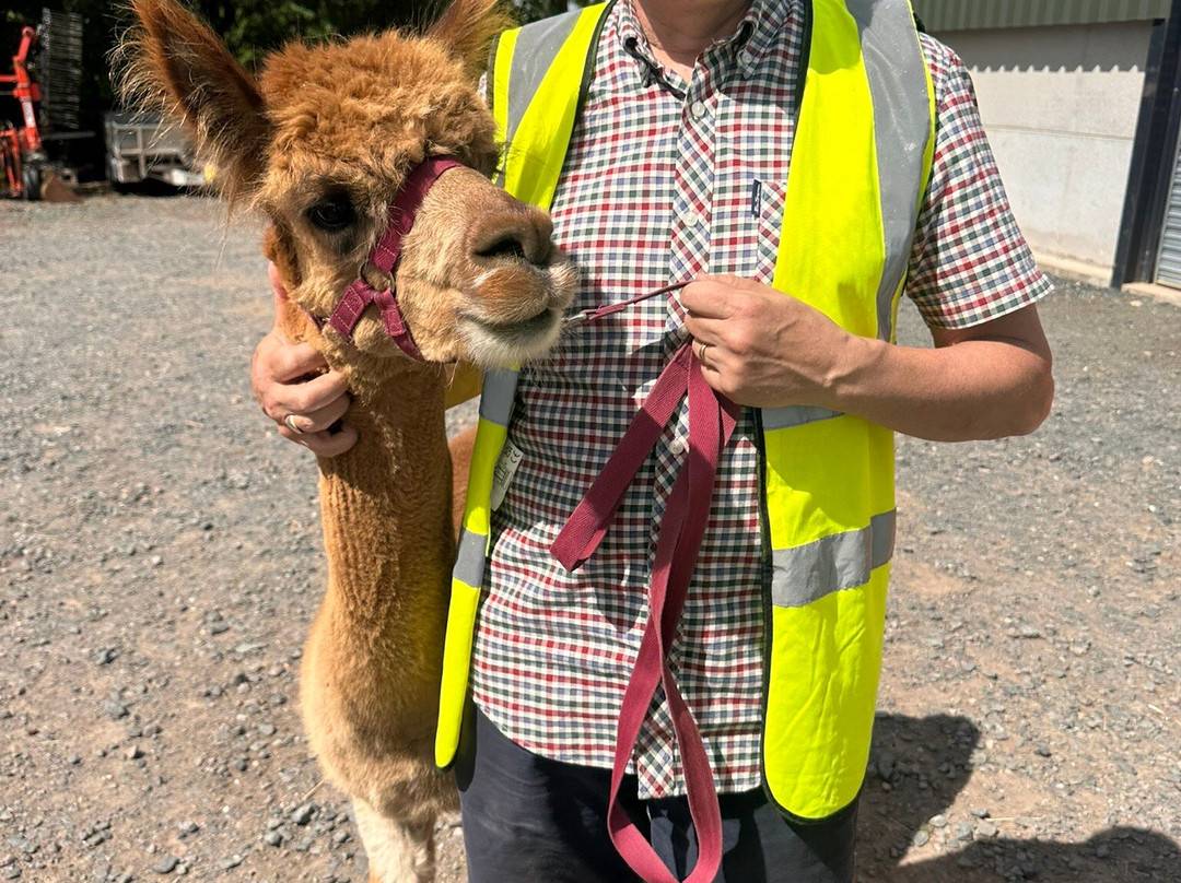 Knightley Alpaca Trekking-斯塔福德必去景点
