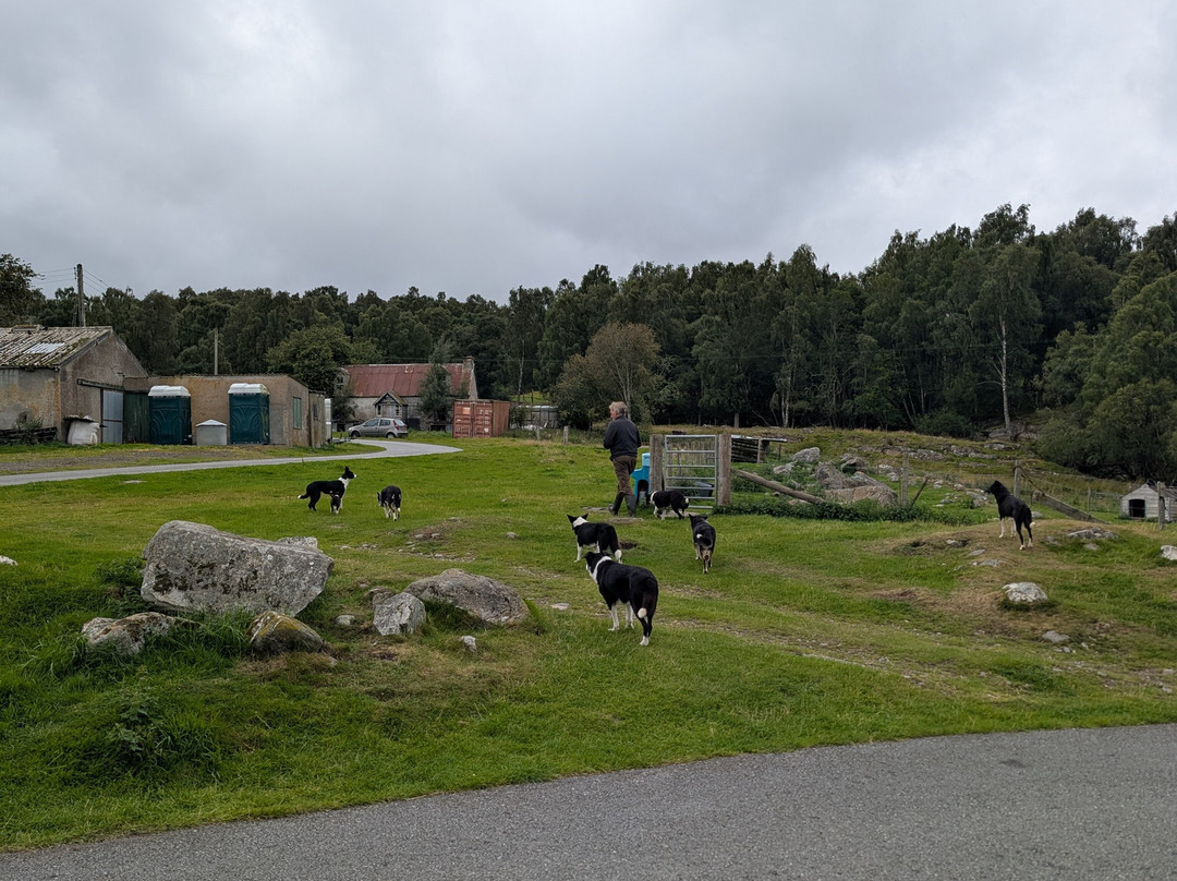 Working Sheepdogs-Kincraig必去景点