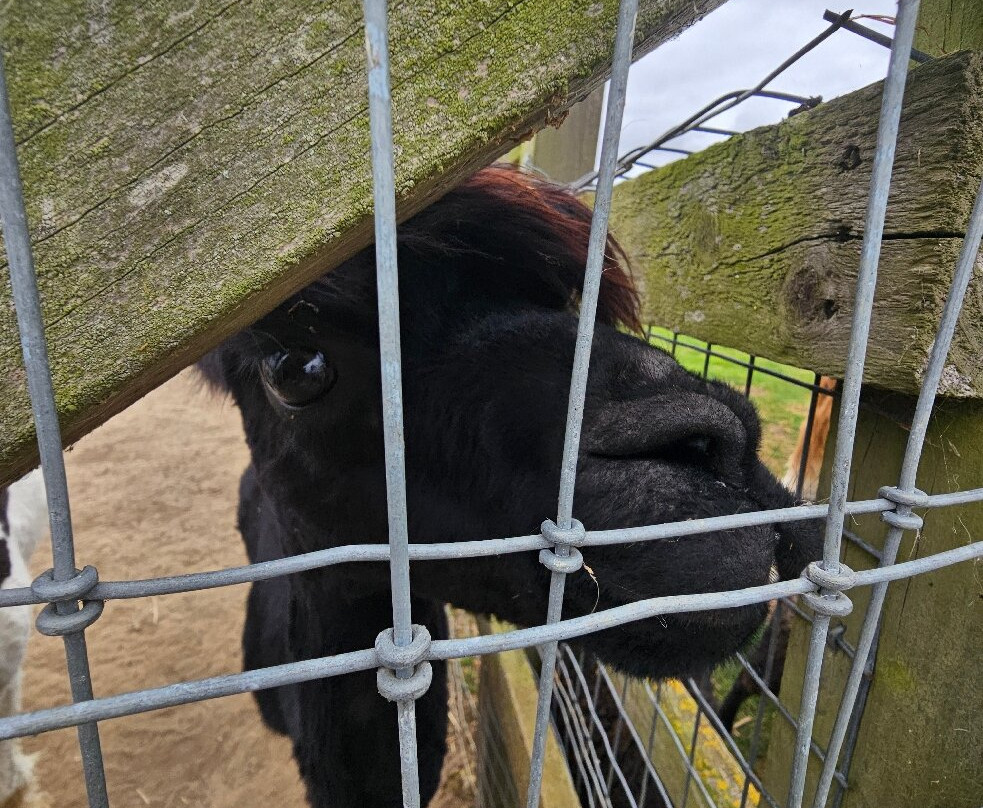 Oasis Camel Park-Halesworth必去景点