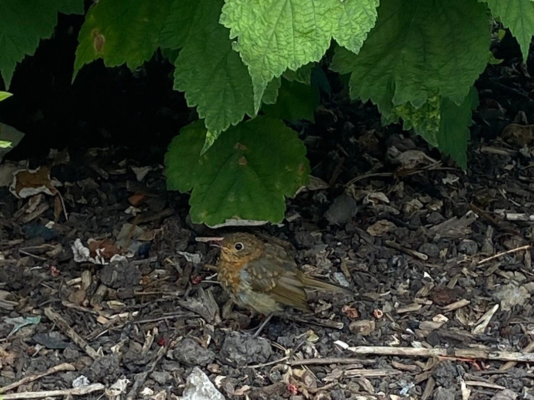 Kiplin Hall and Gardens-Kiplin必去景点