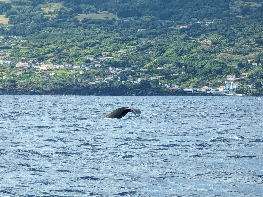 Espaco Talassa-Lajes do Pico必去景点