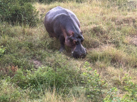 Gorilla Tours-坎帕拉必去景点