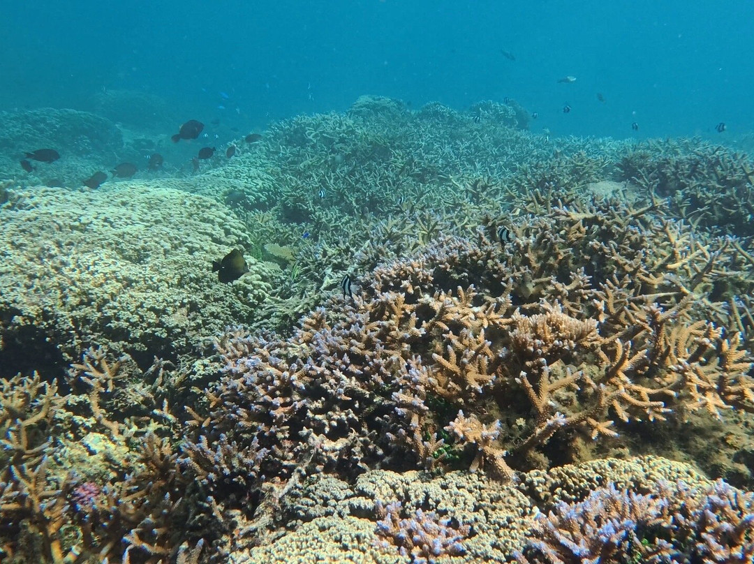 Palolo Deep Marine Reserve-阿皮亚必去景点
